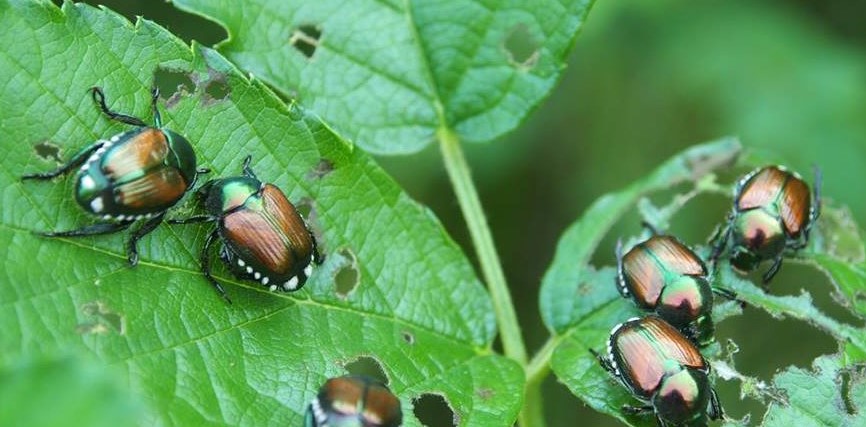 Popilia Japonica