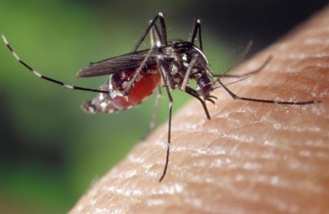 Immagine  notizia Lotta alle zanzare