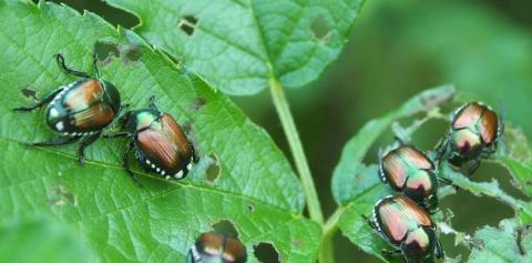 Popillia Japonica